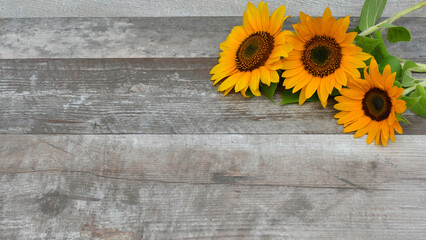 Sonnenblumen auf altem verwitterte Holz mit Textfreiraum.