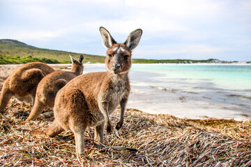 kangaroo on the beach