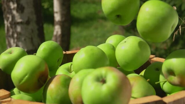 Ripe delicious green apples are falling into the wooden barell outdoors