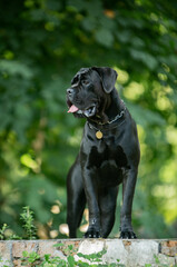 
black cane corso green summer in the park