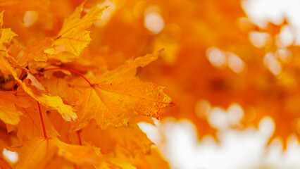Naklejka na ściany i meble Maple leaves in autumn season. Orange maple leaves on a blurred background