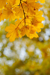 Naklejka na ściany i meble Yellow maple leaves on a blurred background. Autumn season. Copy space