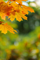 Fototapeta na wymiar Yellow maple leaves on a blurred background. Autumn season. Copy space