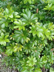a photo of an ornamental plant named walisongo. found in Indonesia