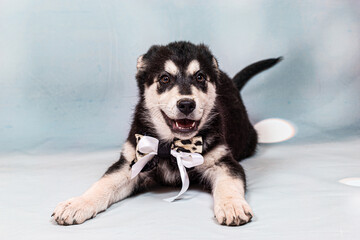 Portrait of a mongrel large puppy with a bow around its neck. Color black with light tan markings, shot on a blue background