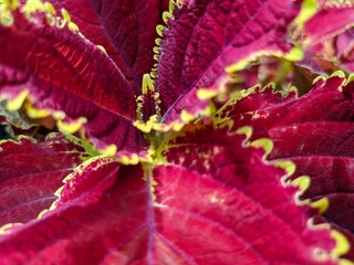 a photo of an ornamental plant called coleus. red and beautiful