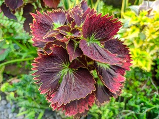 a photo of an ornamental plant called coleus. red and beautiful