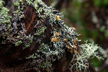 Lake St Clair Australia, lichens growing on a tree branch
