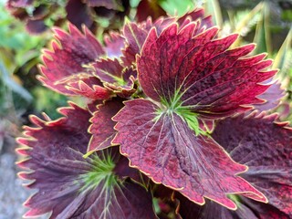 a photo of an ornamental plant called coleus. red and beautiful