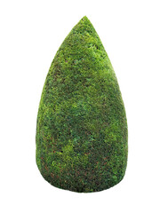 Lush green thuja conic pruned shrub isolated transparent png