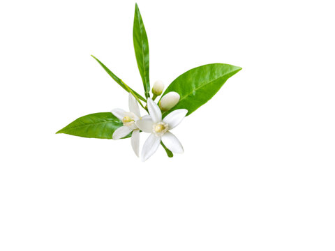 Branch of orange tree with white fragrant flowers, buds and leaves isolated transparent png. Neroli blossom.