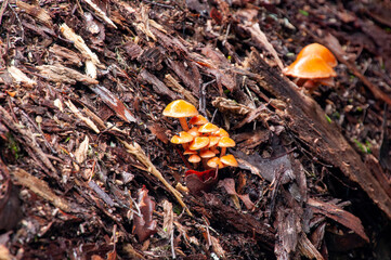 Lake St Clair Australia, orange cap mushrooms in leaf litter