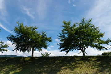 伊那、青空を背景に土手に建つ桜の木