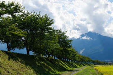 Fototapeta na wymiar 伊那、木曽山脈を背景に土手沿いの桜並木