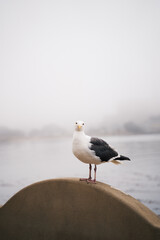 funny seagull closeup in Morro Bay California on stone bench looking in the lens. Pacific marine wildlife preservation