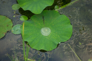 撥水する蓮の葉