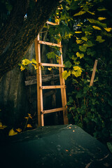 Wooden ladder in the garden in summer