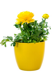 Closeup of an isolated potted yellow Ranunculus flower - 529625086