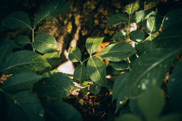 Green summer garden texture, high quality