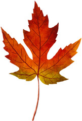 maple leave PNG