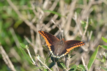 Farfalla del corbezzolo, Charaxes jasius, 