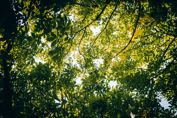 Green tree leaves in summer, high quality