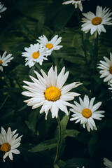 White flower in spring, high quality, Flowers in a summer garden in sunny weather