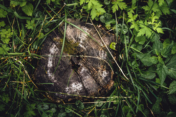 An old rotten stump in the grass