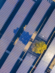 Parking lot solar farm with a gum tree growing