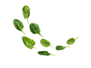 Flying heap of green spinach leaves with water drops isolated transparent png