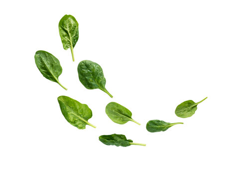 Flying heap of green spinach leaves with water drops isolated transparent png