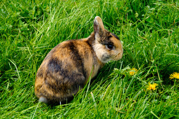 adorable and fluffy three-colored dwarf rabbit or easter bunny on the green meadow on a fine Easter...