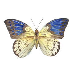 Watercolor hand-drawn illustration of elegant butterfly in vintage style. Realistic natural art of butterfly with blue and yellow wings isolated on white.