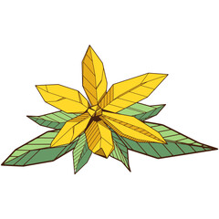 Colored hand drawind geometrical blossoming flower, Ylang-Ilang line art