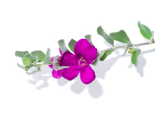 Close up Ash Plant, Barometer Brush, Purple Sage, Texas Ranger flower with leaves.