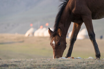 Horse grazing with a yurt camp in the background