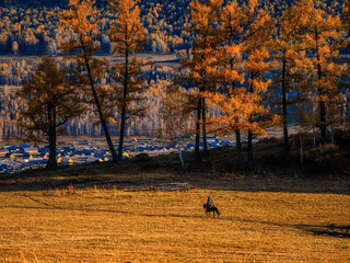 风景（中国、喀纳斯禾木）