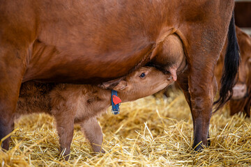 Close up view of cow udder breastfeeding newborn calf with milk in cowshed. © littlewolf1989
