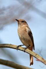 ジョウビタキ　メス