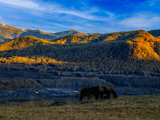 风景（中国、喀纳斯禾木）