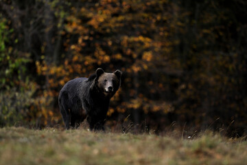 A brown bear male is looking for food at the edge of a mountain forest in autumn season before sunset. Photographed in low and natural light.