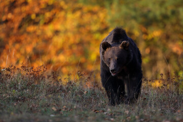 A brown bear male is looking for food at the edge of a mountain forest in autumn season before sunset. Photographed in low and natural light.