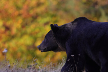 A brown bear male is looking for food at the edge of a mountain forest in autumn season before sunset. Photographed in low and natural light.