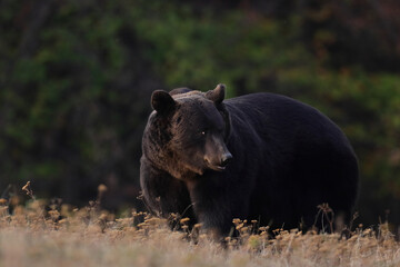 A brown bear male is looking for food at the edge of a mountain forest in autumn season before sunset.