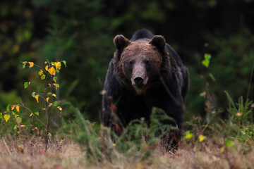 A brown bear male is looking for food at the edge of a mountain forest before sunset. Photographed in low and natural light.