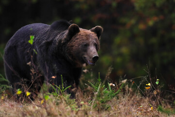 A brown bear male is looking for food at the edge of a mountain forest before sunset. Photographed in low and natural light.