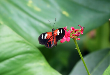 Fototapeta na wymiar Gossamer winged in a tropical butterfly garden
