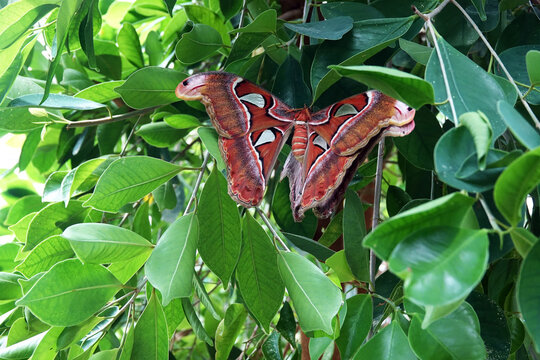 The large Attacus in a tropical butterfly garden