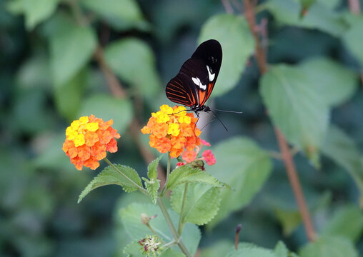 Gassamer-winged papilion a tropical butterfly garden