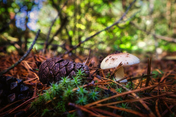 Waldpilz - High quality photo - Mushroom in the Forest  - Photo Wallpaper